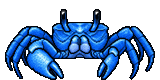Blue Ghost Crab