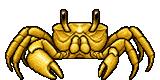 Gold Ghost Crab