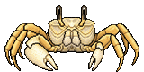 Sand Ghost Crab