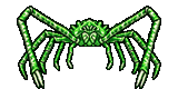 Green Spider Crab