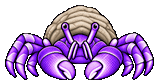 Purple Hermit Crab