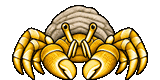 Yellow Hermit Crab